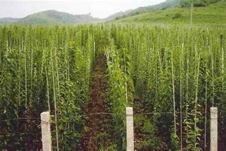 五味子怎么种,种植方法,栽培技术,施肥方法,修剪