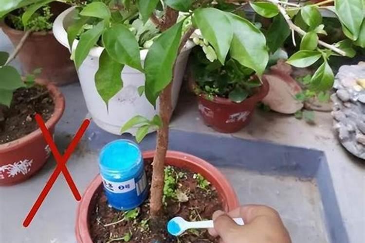 如何制作花肥 可以自制什么花肥