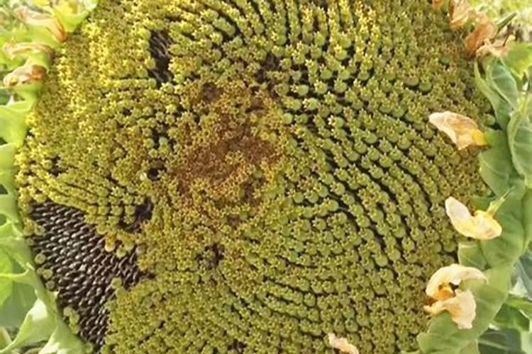 我种的向日葵叶片现在开始呈现淡黄色,我上化学课没认真听。不知道缺...