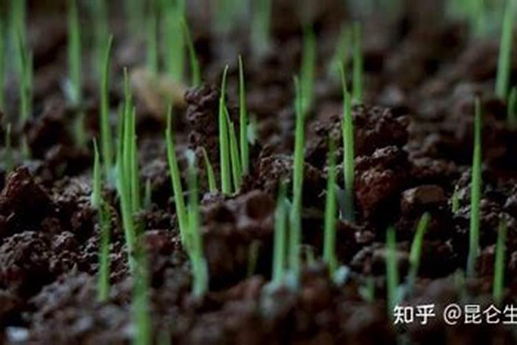 辽宁绿丰生态肥料有限公司怎么样？