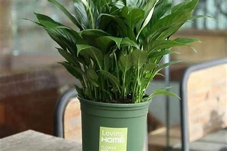 叶面肥浇花怎么使用