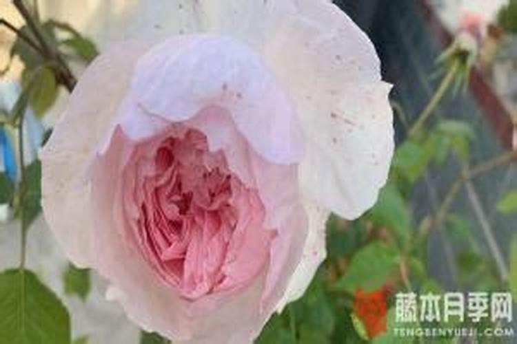 月季花施肥方法怎样给月季花施肥
