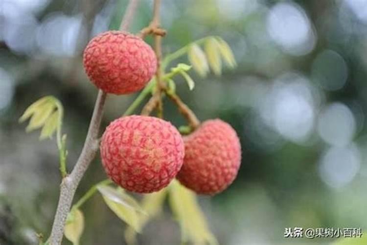 荔枝采摘后的修剪要点有哪些 荔枝怎么施肥
