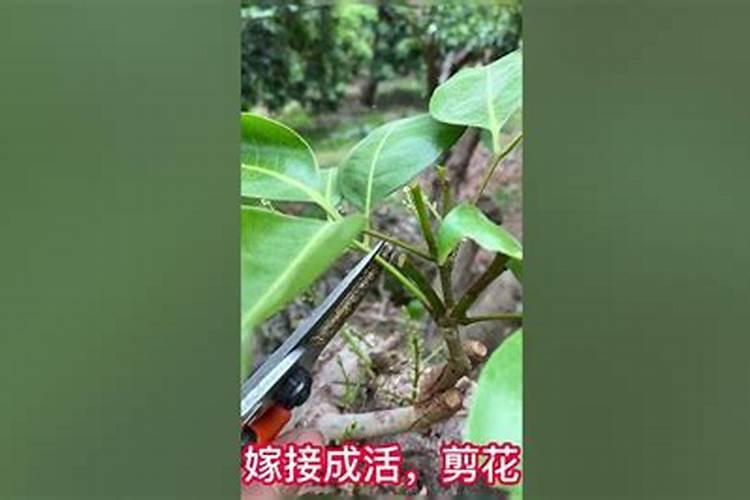 荔枝摘完果后什么时候修剪？