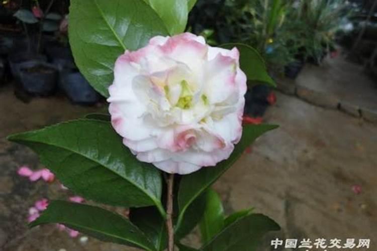 如何给茶花小苗追肥新芽长得更粗壮