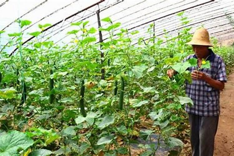 蔬菜用什么肥料最好