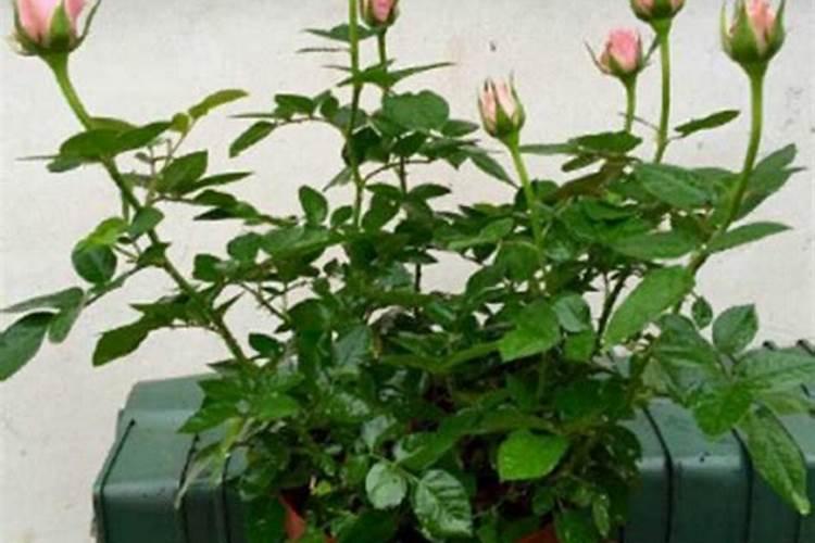 月季花换盆后多久浇水一次