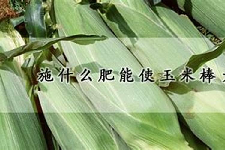 施什么肥能使玉米棒大