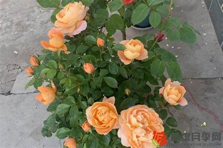 施什么肥让月季花开又多又大花瓣厚(自制月季花肥料)