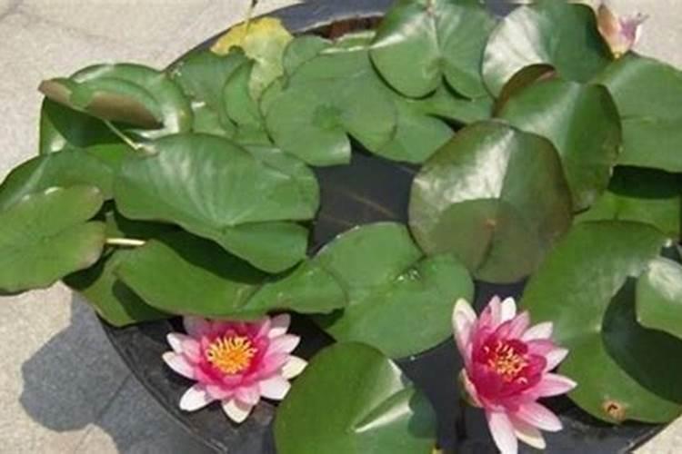 睡莲种植方法