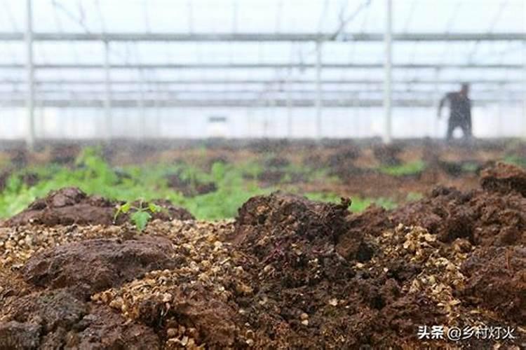 老家种植的西红柿处于结果期,这时候要不要喷施硼陪呢？
