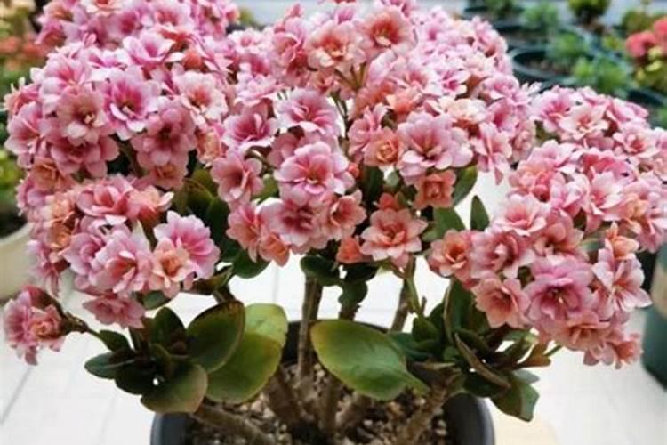 茉莉花最忌讳三种肥料