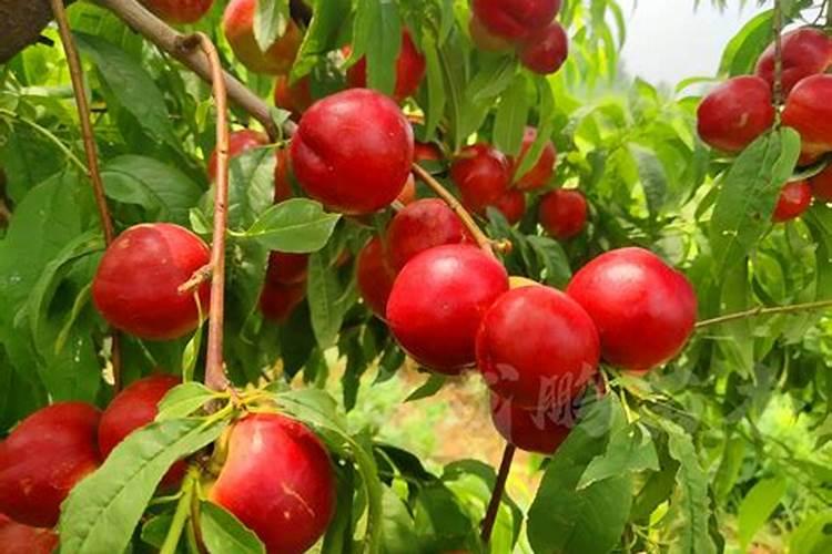 珍珠枣油桃怎样防裂果