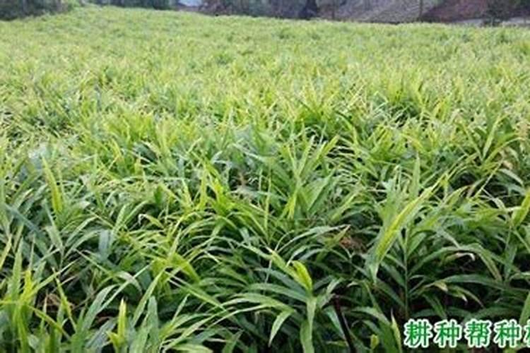 什么花适合用大米当肥料  大米能不能用来当养花的肥料