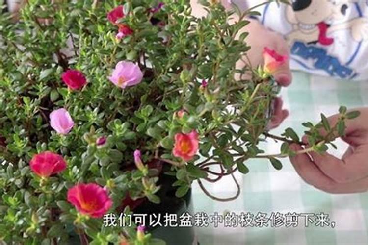 太阳花扦插多久后可以施肥