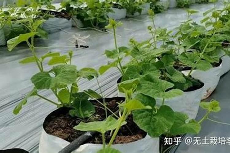 海藻肥施多了会烧苗吗