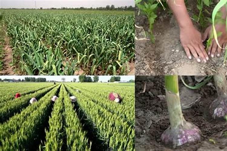 种大蒜一亩地氮肥磷肥钾肥总含量分别需用多少