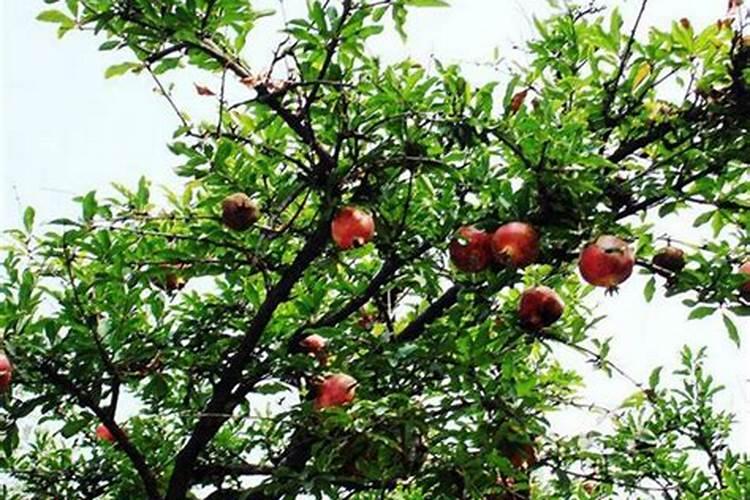 石榴树施肥用什么肥料最好