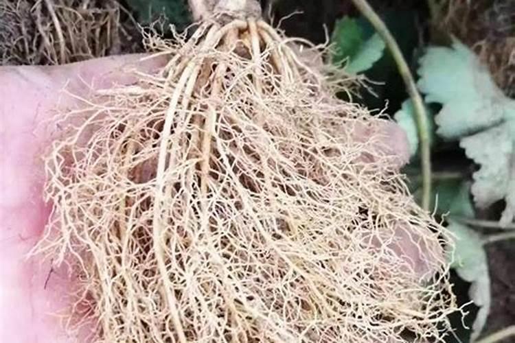 钾肥对植物的作用 钾肥促进哪部分生长