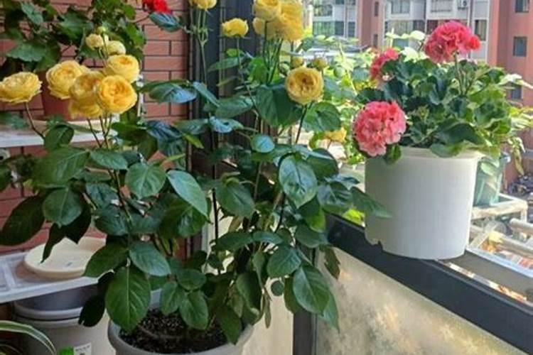 蔷薇花夏天什么时候施肥