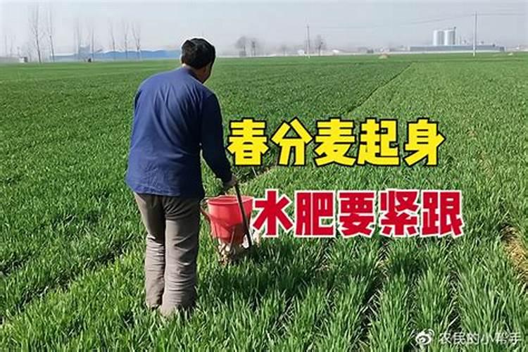 小麦追肥的最佳时期在什么时候？