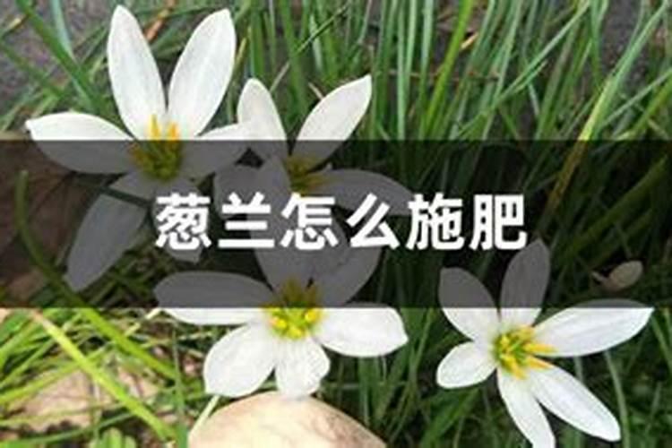 大葱喜欢哪种肥料？如何才能提高大葱的产量？