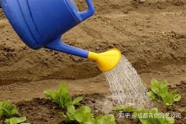 球兰浇什么水好 浇水长得快