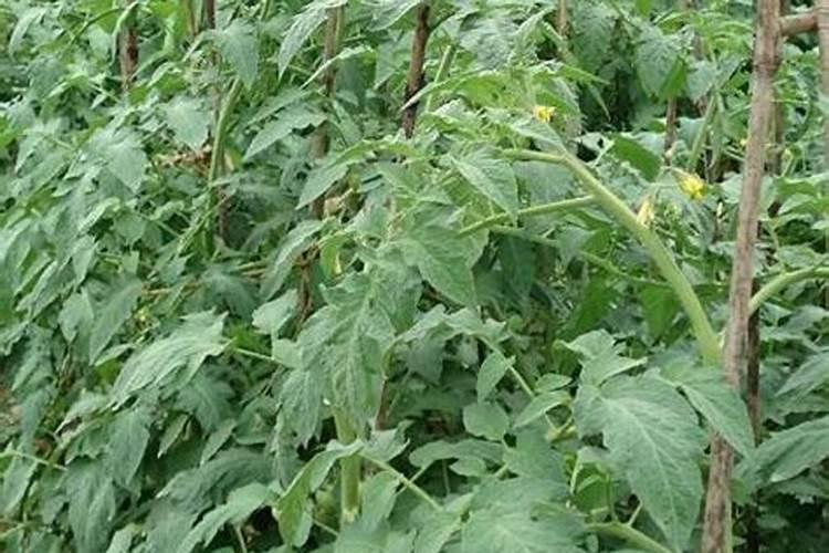 樱桃小番茄施肥要合理,樱桃小番茄怎么施肥？