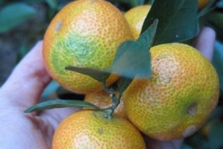 种柑橘用什么肥料最好