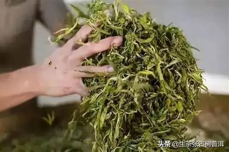 十月半间茶叶树能施氮肥吗？