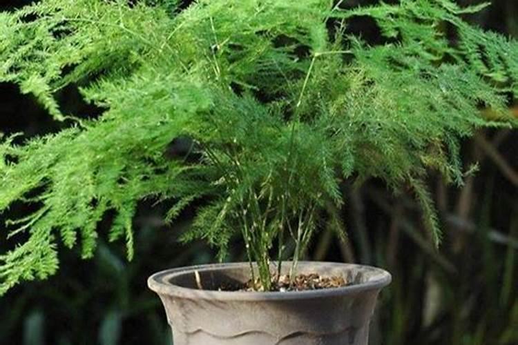 绿萝文竹只用3招,发疯狂长99米,叶子油亮密不透风