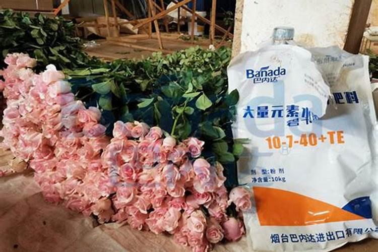 绿萝用什么肥料长得快