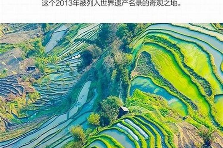 哈尼族梯田独特施肥方式为()