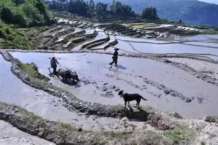 云南哈尼族(传统农耕文化的守护者)