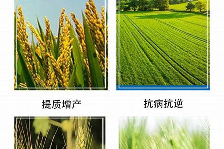 什么是叶面肥？