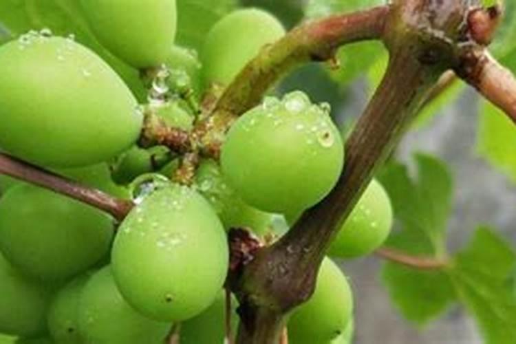葡萄树春季施肥用什么肥料
