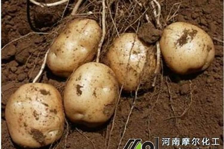 土豆膨大增产用什么比较好？