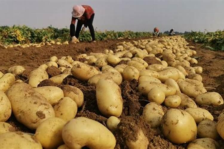 农大复合肥效果怎么样