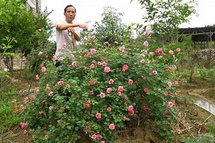 藤本月季怎么施肥,多半以氮肥为主薄肥多施