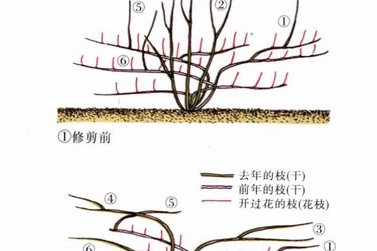 藤本月季怎么施肥