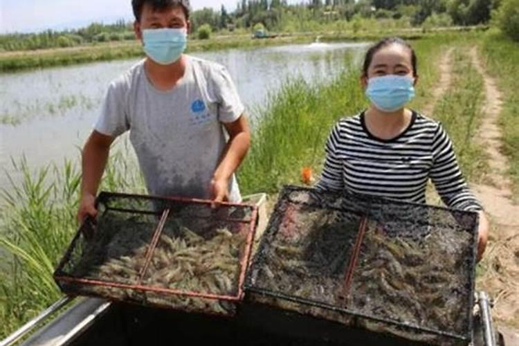 硫酸钾镁和纯白钾,能当叶面肥使用吗？