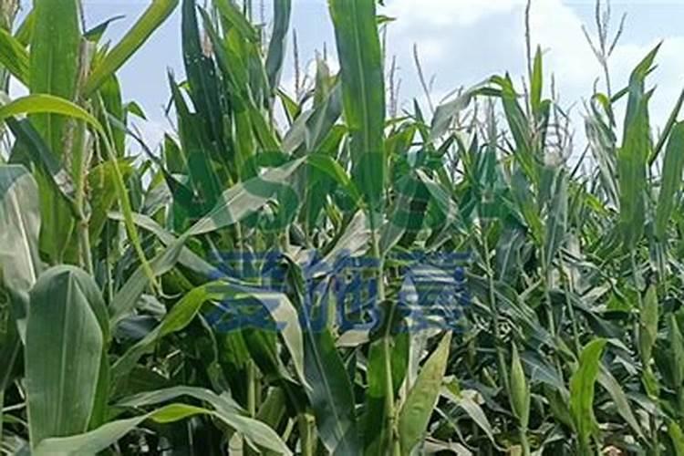 一公倾玉米用水溶肥追肥得用多少公斤？