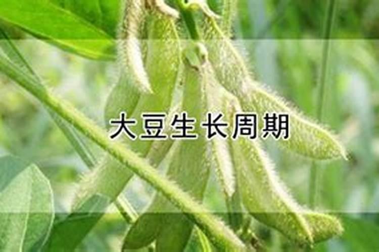 硼肥啥时施最佳