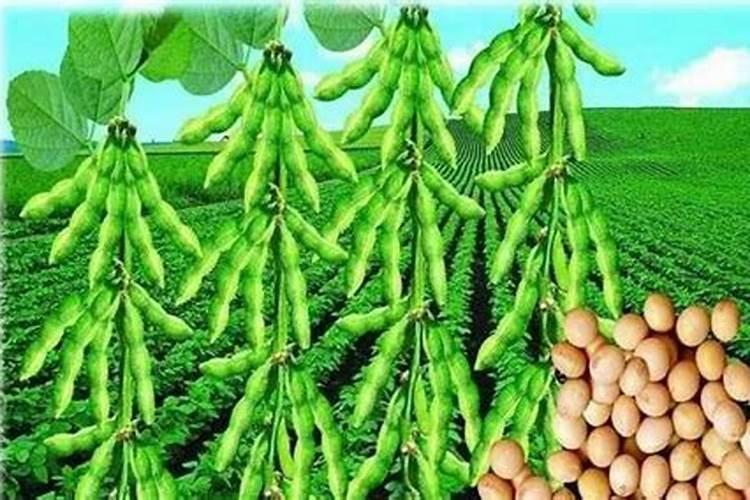 硼肥的用量、作用及使用方法