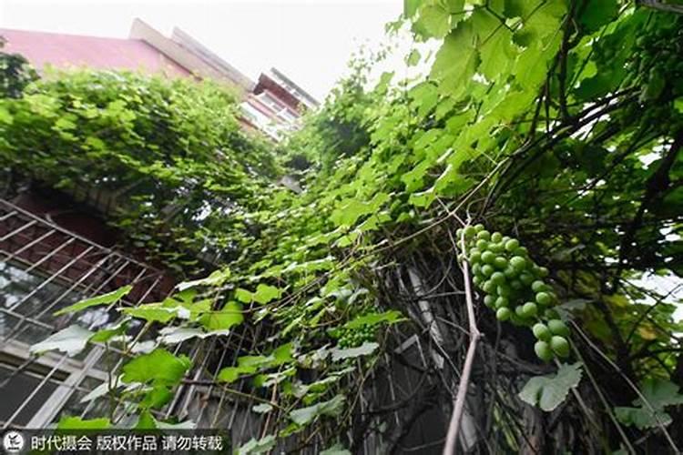 葡萄树的施肥方法葡萄树如何施肥