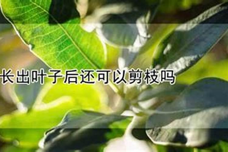 新载的葡萄树发芽后怎么上肥