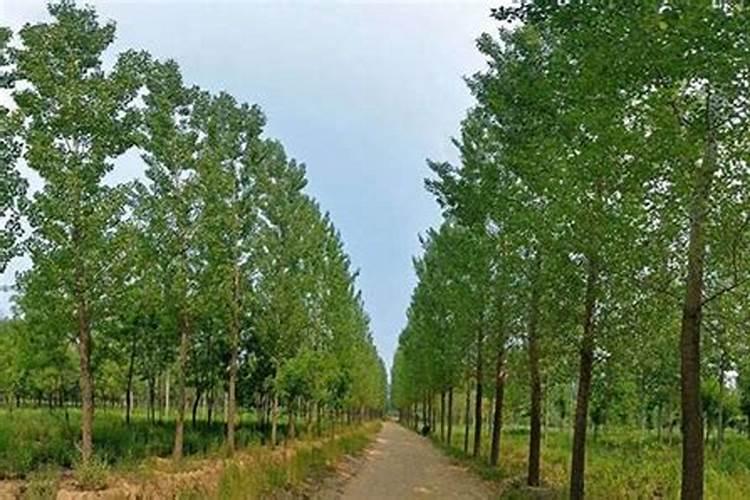 杨树落叶后还能施肥吗？