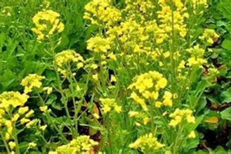 油菜施什么肥好