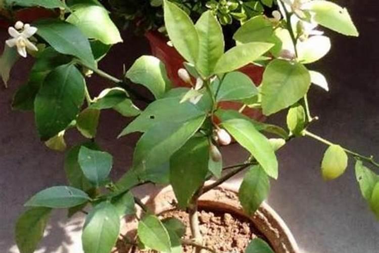 柠檬树开花结果后如何管理？