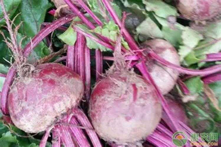 甜菜高效种植技术要点 甜菜养护应该注意什么